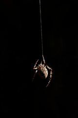 Wall Mural - Spider hanging upside down from a silk thread