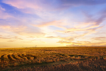 Wall Mural - empty lawn at sunset sky