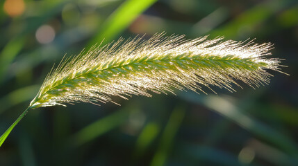 Wall Mural - single blade of grass illuminated by sunlight, showcasing its delicate texture and vibrant green bac