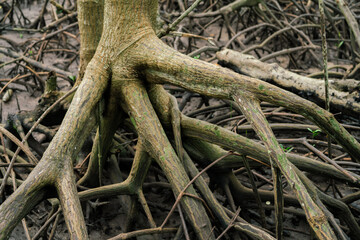 Wall Mural - mangrove roots in tropical coastal forest. wetland ecosystem. natural carbon sequestration and erosi
