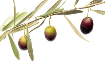 Wall Mural - fresh olives isolated