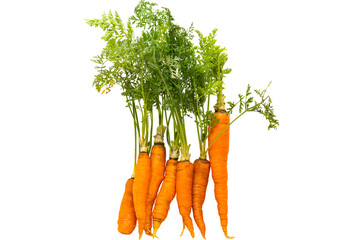 Wall Mural - carrot with leaves