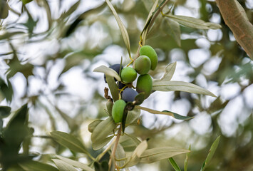 Wall Mural - olives growing on a tree