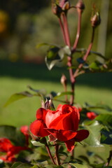 Wall Mural - Bush of red roses in the spring garden