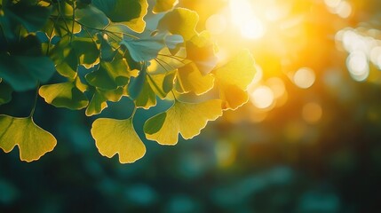 Poster - Ginkgo biloba leaves glowing in sunset light, creating a serene natural background