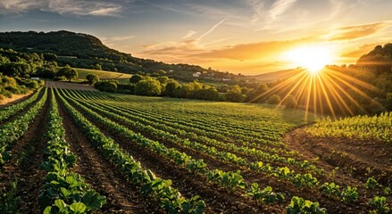 Leinwandbilder - Sunset illuminates lush green vineyards, creating a serene landscape with rolling hills background