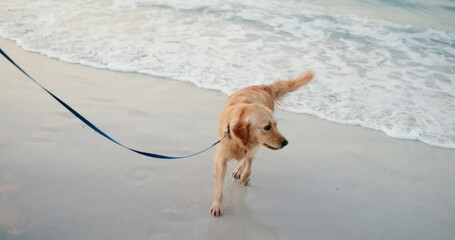 Wall Mural - Wet dog, shaking and outdoor at beach with leash, splash and adventure by waves, water and nature. Golden retriever, pet or animal with lead by sea, ocean and walking with owner on holiday in France