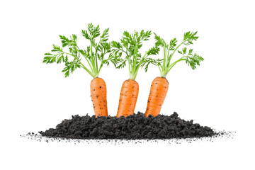 Wall Mural - Fresh Carrots Growing in Rich Black Soil