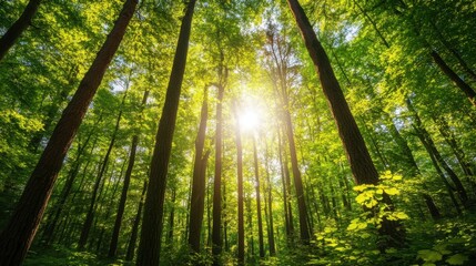Poster - A peaceful forest with tall trees and sunlight shining through the leaves during a serene summer morning