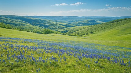 Poster - A vibrant hillside panorama adorned with wildflowers in full bloom under a clear blue sky during springtime