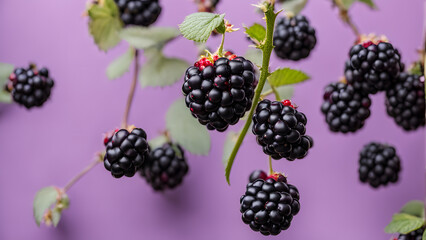 A bunch of black berries hanging from a branch