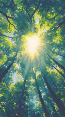 Poster - Sun shining through canopy of tall trees in lush green forest on sunny summer day
