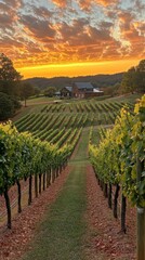 Poster - Breathtaking sunset casts a golden glow over vineyards in the countryside with rows of lush grapevines leading to a charming farmhouse