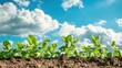© rizky - Spinach Plants Growing in a Field