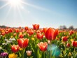 © PuriStudio - A vibrant field of colorful tulips blooming under the bright sun of springtime, colorful, nature