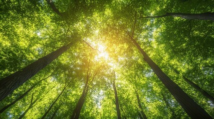 Wall Mural - Green forest canopy from above, showing dense trees and sunlight peeking through