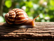 © Vectplus - snail on wood