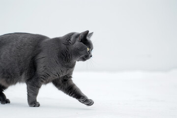 Wall Mural - A gray cat walking on a snowy surface with a soft focus background. The cat appears curious and alert, showcasing its sleek fur and distinct features against the white snow.