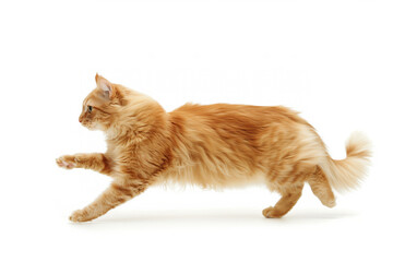 Wall Mural - A fluffy orange cat is gracefully running across a white background. Its fur is vibrant and well-groomed, showcasing a lively and playful demeanor. The cat's posture is dynamic, with one paw lifted