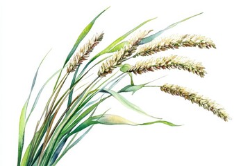 Wall Mural - Watercolor painting of a millet plant with grains, suitable for seed packaging or other agricultural designs