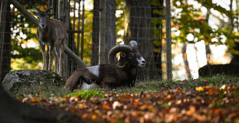 black and white goat