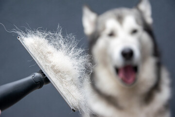 Someone is using a grooming brush to remove loose fur from a fluffy dog. The cheerful dog enjoys the attention while sitting indoors in soft lighting