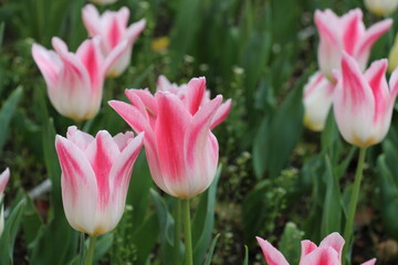 Vibrant tulip field in full bloom, a stunning spring meadow capturing the beauty and colors of nature