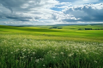 Wall Mural - Rolling countryside with fields green grass and scattered wildflowers under a cloudy sky