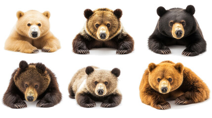 Poster - Collection of Big Bears Displayed on a Transparent Background Generative AI