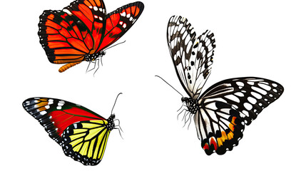 Poster - Colorful Butterflies on a Transparent Background Generative AI