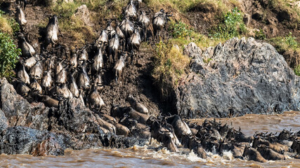 Wall Mural - Die Wanderung der Gnus über den Mara Fluss