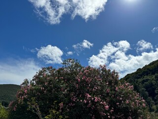 Wall Mural - Oleander Nerium bush with pink flowers.