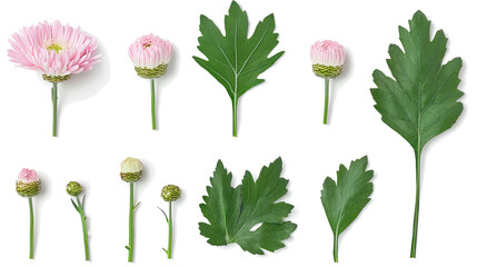 Poster - set of pink chrysanthemums with leaves on a transparent background generative ai