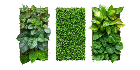 Wall Mural - set of plant isolated on transparent background, png elements collection.