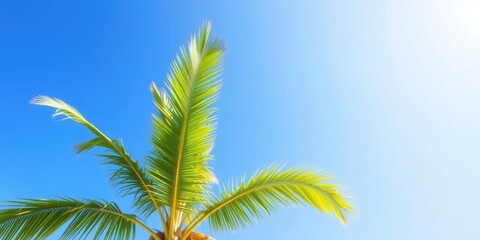 Poster - Tall and graceful Mauritius palm tree standing against a clear blue sky, with vibrant green fronds swaying in the gentle breeze, leaves, outdoor