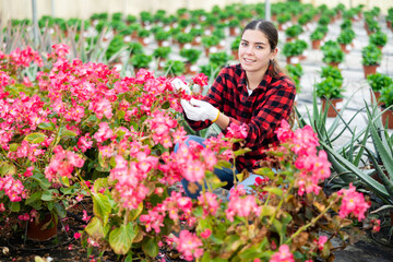 Wall Mural - Young woman caring for potted begonia flowers in greenhouse