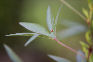 Sticker - Bugs on a green leaf. Small depth of field.
