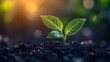 © Sunshine - Young Green Plant Seedling Growing in Fertile Soil with Sunlight in Background Symbolizing New Life and Growth