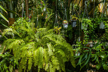 lush ferns (nephrolepis exaltata) and various hanging plants thrive in a vibrant greenhouse environm