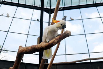 Low Angle Of Cockatoo Sitting on Branch Against Big Bird Cage Background