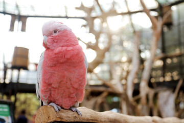 Galah Cockatoo Stand on Branch in Big Bird Aviary Against Nature Background