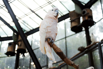Low Angle Of White Parrot Stand on Branch Against Big Bird Cage Background