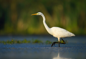 Wall Mural - great white egret ( egretta alba ) close up