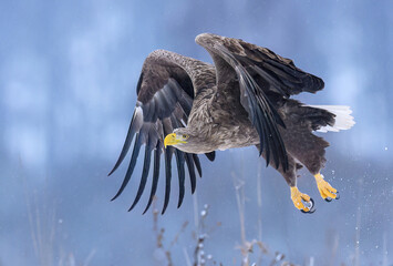 White tailed eagle ( Haliaeetus albicilla)