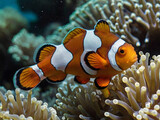 clownfish in deep blue sea