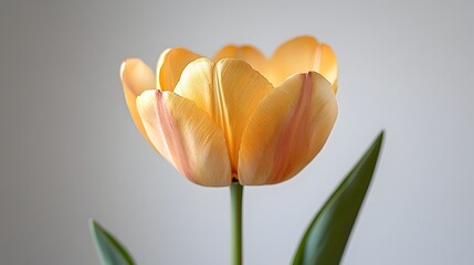 Poster - Closeup of a vibrant yellow tulip blossom with delicate petals and lush green foliage,captured in a tranquil spring garden setting. The tulip is in full bloom.