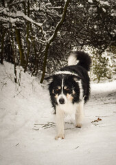 Wall Mural - Tricolor border collie is running on the field in the snow. He is so fluffy dog.	
