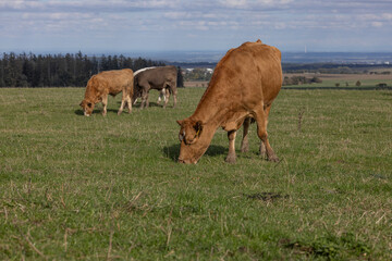 red mottled cow grazing grass on pasture in the middle of membered herd. beautiful sunny day.