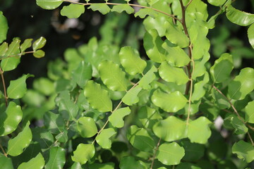 carob tree (Ceratonia siliqua L) leaves