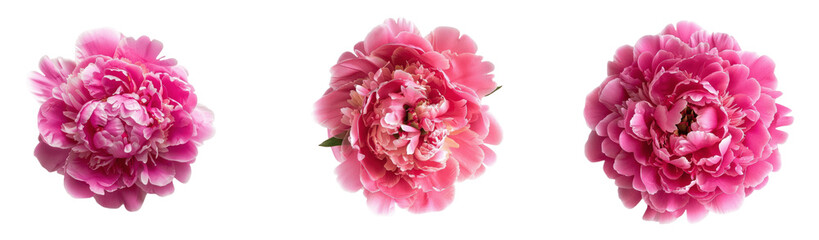 Sticker - A trio of pink peonies, showcasing their lush petals and delicate beauty, perfect for floral arrangements or decoration.